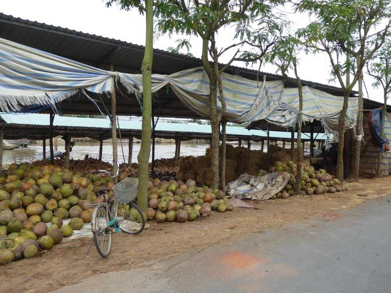 Many coconuts. Dragonfruit yesterday......apparently tomorrow will be all about rice.
