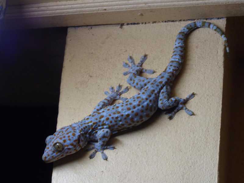 Enormous gecko on the outer wall of the guesthouse