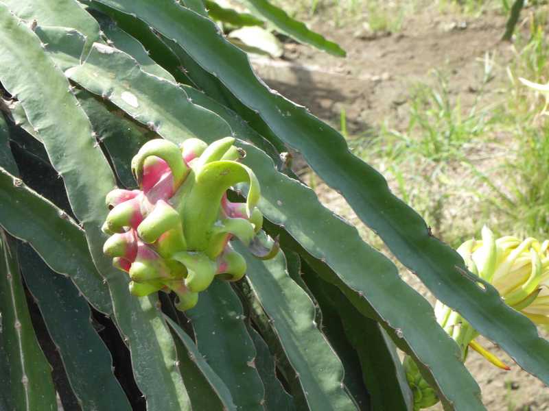 Dragon fruit growing!