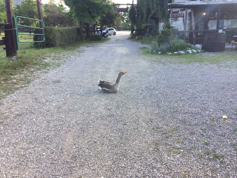 Not all the residents are friendly.....