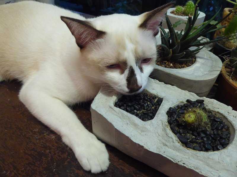 Crazy cat sleeps on cactus